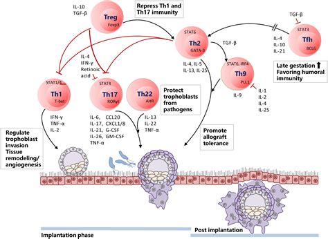 Frontiers | T Helper (Th) Cell Profiles in Pregnancy and Recurrent ...