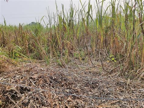 Private insurance companies benefitted the most from PM Fasal Bima ...