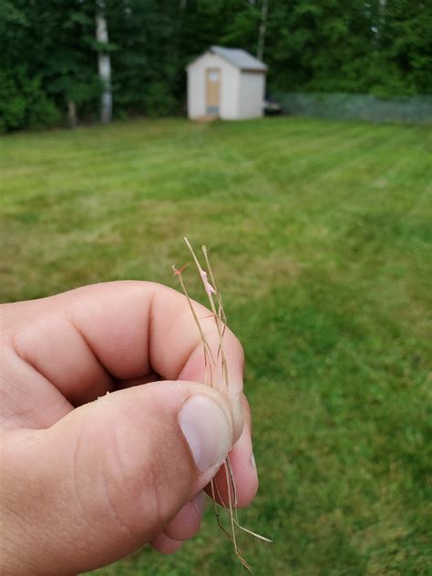 Image result for Red Thread Fungus Control