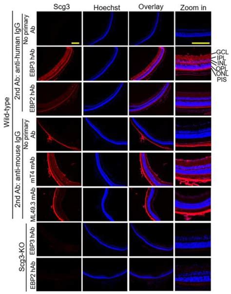 Optimal Humanized Scg3-Neutralizing Antibodies for Anti-Angiogenic ...