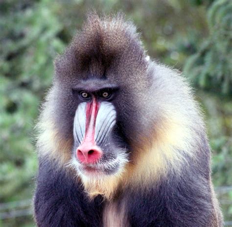 Mandrill Free Stock Photo - Public Domain Pictures