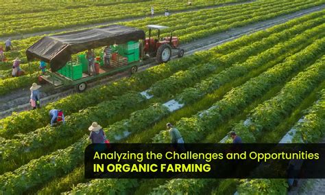 Organic Farming: Analyzing Challenges and Opportunities in Depth