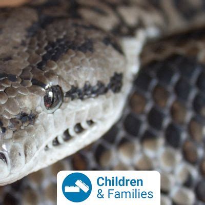 Australian Wildlife Show with Black Snake Productions at Deer Park ...