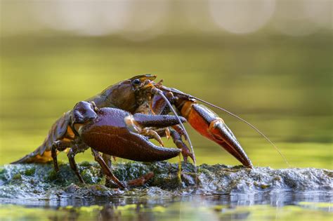 Understanding the Difference Between Crab and Crawfish