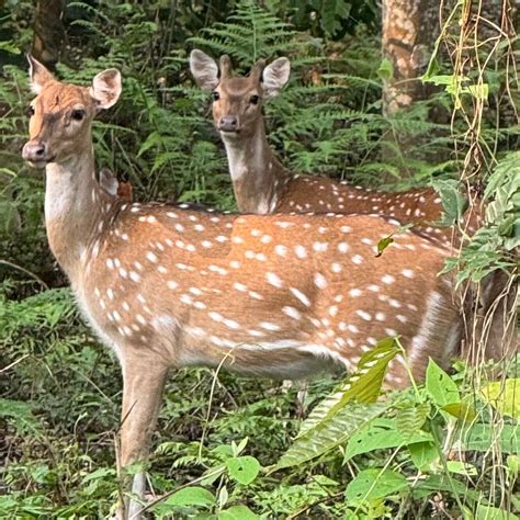 TIGER TOPS THARU LODGE (Amaltari) - Lodge Reviews, Photos, Rate ...