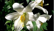 significato fiori giglio significato giglio nel linguaggio dei fiori significato fiori giglio significato giglio nel linguaggio dei fiori