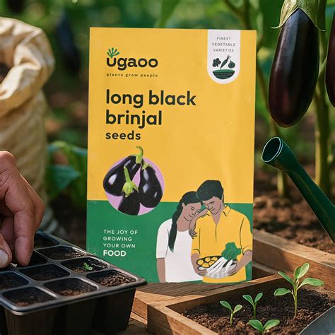 Buy Eggplant Seeds (Black Brinjal )Long Seeds Online in India | Ugaoo