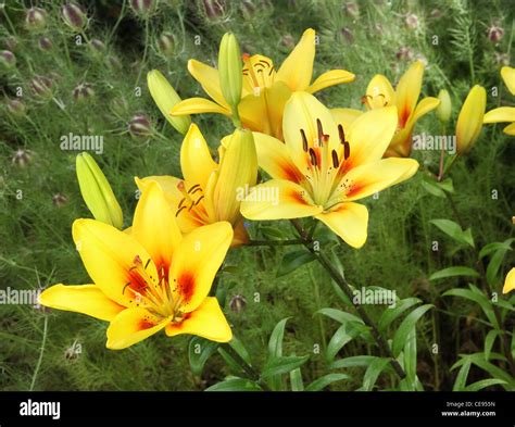 Asiatic lilies garden hi-res stock photography and images - Alamy
