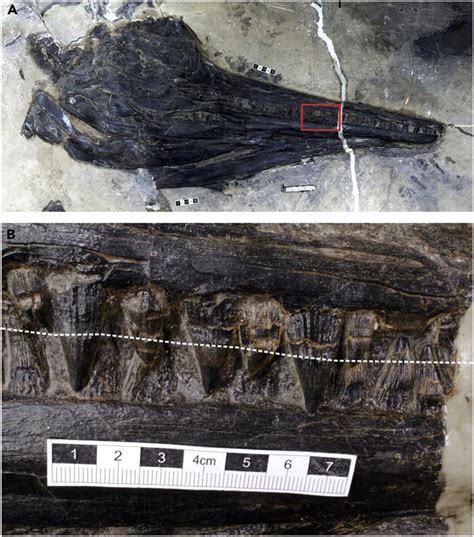 Scientists discover a 240-million-year-old giant reptile fossil inside ...