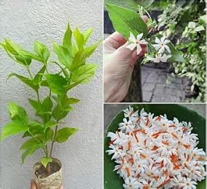 Eroanvia Parijat Plant Live, Harsingar Flower, Parijata/Seuli/Parijatak ...
