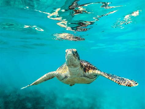 Sea Turtle Fun Facts 的图像结果