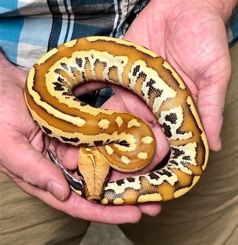 Matrix Blood Python 的图像结果