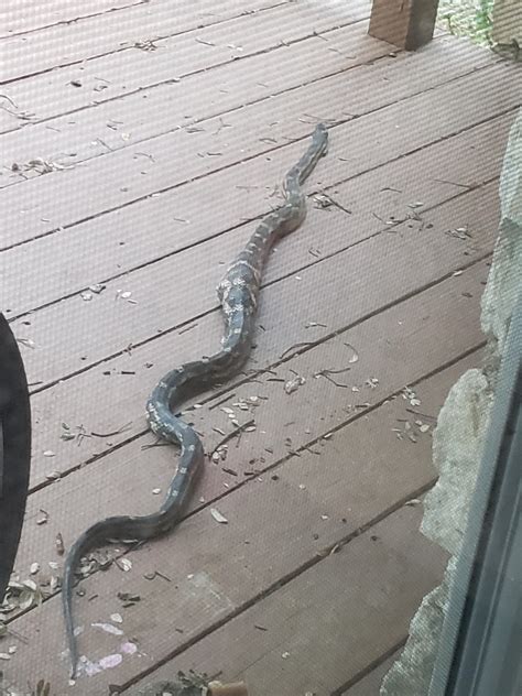 [Austin, TX] Rat Snake? : r/whatsthissnake