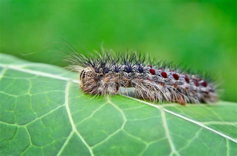 Image result for Gypsy Moth