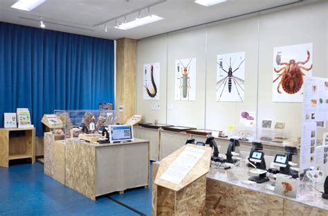 Alien Invasive Insects 的图像结果