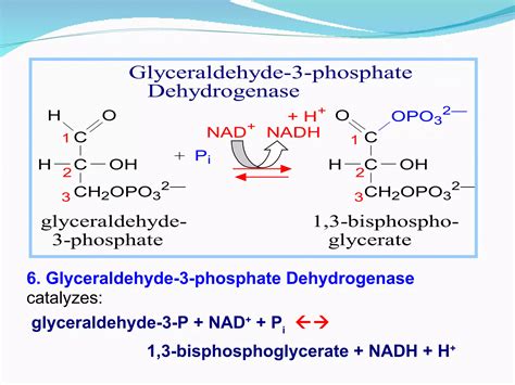 Digestion glycolysis | PPT