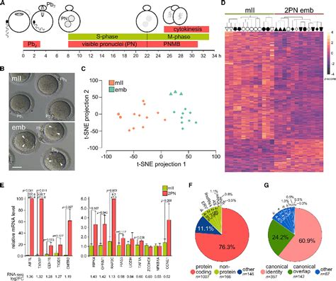 Figure 1 from Human embryonic genome activation initiates at the one-cell stage | Semantic Scholar