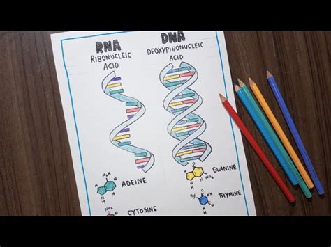RNA Drawing 的图像结果