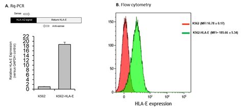 Selective Expansion of NKG2C+ Adaptive NK Cells Using K562 Cells ...