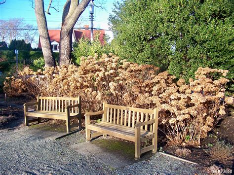 endless summer hydrangea in winter