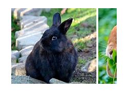 Image result for Raising Meat Rabbits