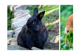 Image result for Raising Rabbits for Beginners