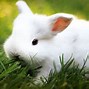 Image result for Black and White Bunny PFP