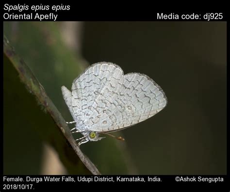 Spalgis epius | Butterfly