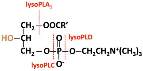 An Updated Review of Lysophosphatidylcholine Metabolism in Human Diseases