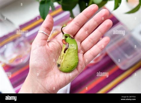 Image result for Mango Sprouting