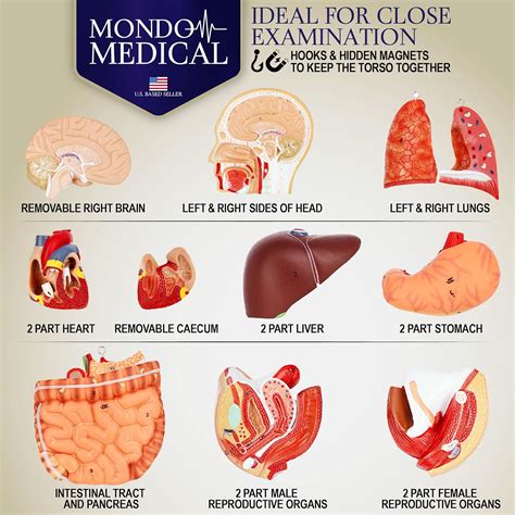 Mondo Medical MonMed 17in Human Torso Model with Removable Organs India ...