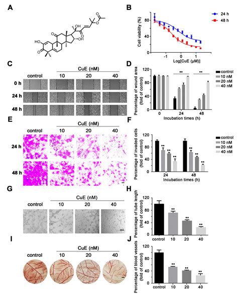 Cucurbitacin E Inhibits Huh7 Hepatoma Carcinoma Cell Proliferation and ...