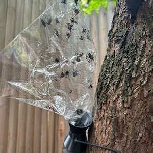 Lantern Fly Traps with Netting 的图像结果