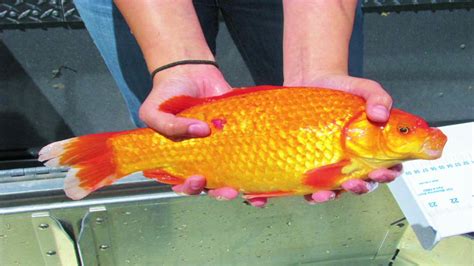 Goldfish Invade Lake Tahoe | FOX40 News