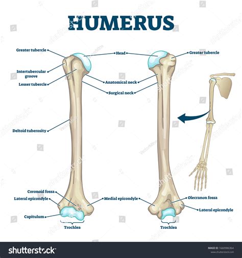 Capitulum Of Humerus