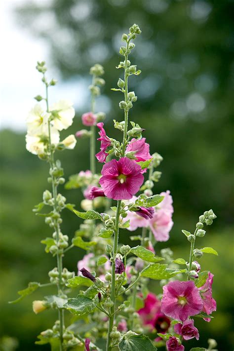 Annual Flowers That Are Tall at Eliza Pethebridge blog