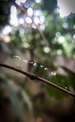 The rarest blooming flowers on Earth