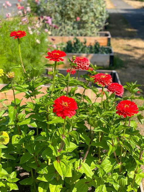 How to Grow Zinnias from Seed - growhappierplants.com
