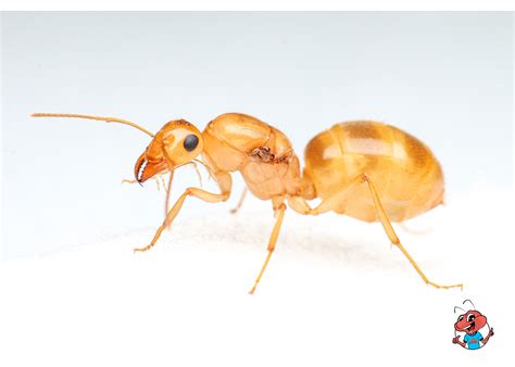 Ants in Winter | Surviving the Cold: Ants in Winter Explained – The Ant ...