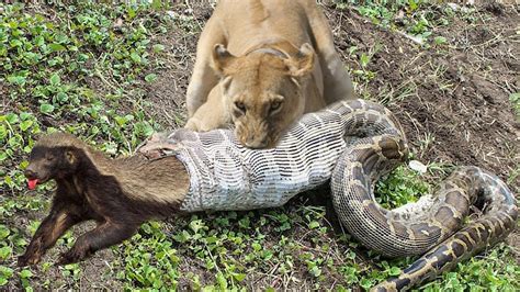 Image result for Python Eating Lion