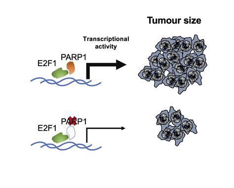 PARP1 Deficiency Reduces Tumour Growth by Decreasing E2F1 ...