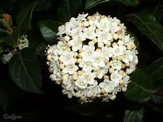 fiore a palla nontuttomaditutto 266 fiori a palla fiore a palla nontuttomaditutto 266 fiori a palla
