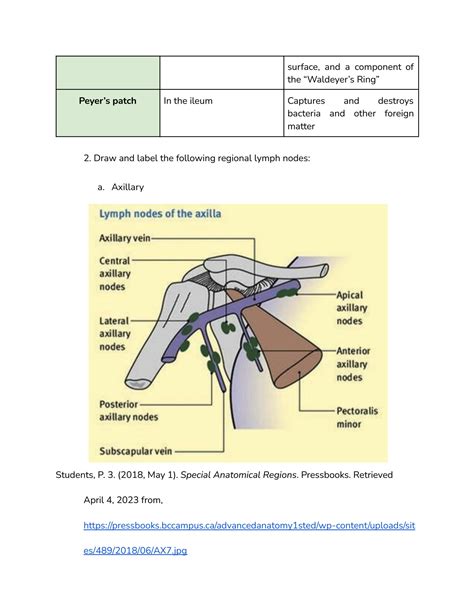 Image result for Lymphatic System Exercise