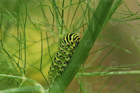 Image result for Butterfly Larvae