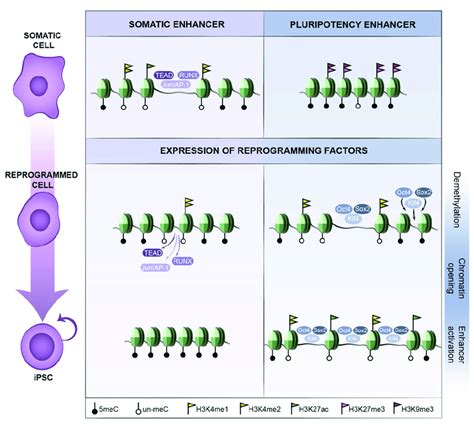 Image result for Gene Expression Reprogramming