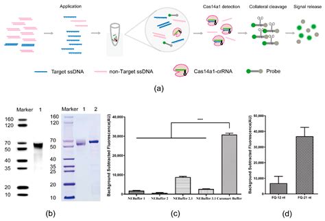 Cas14a1-Mediated Nucleic Acid Diagnostics for Spinal Muscular Atrophy