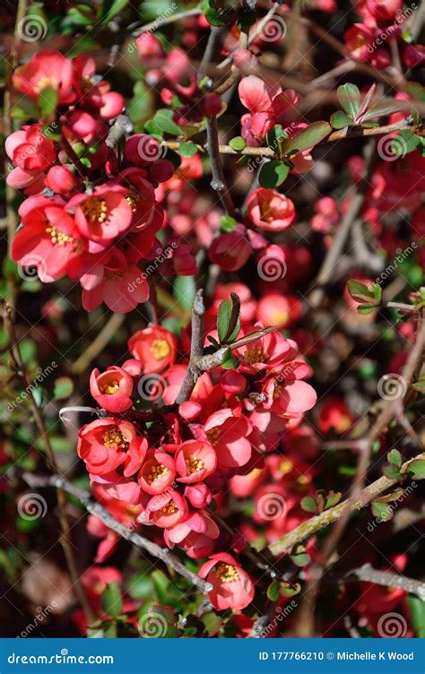 Flowering Quince Bush Red Flowers - Chinese Mu Gua - Chaenomelis ...