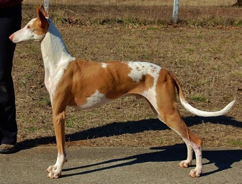 Java Animals 的图像结果