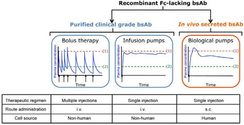 In Vivo Secretion of Bispecific Antibodies Recruiting Lymphocytic ...