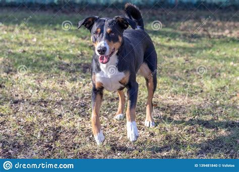 Appenzell Cattle Dog Running on the Green Grass Stock Photo - Image of ...
